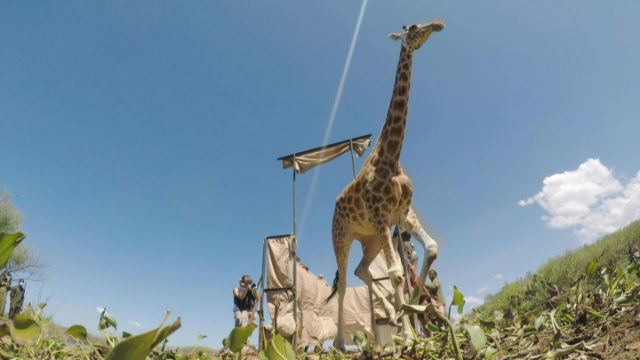 Kenya: action réussie pour sauver les girafes